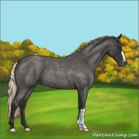Horse Color:Liver Red Roan Mushroom Varnish 