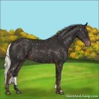 Horse Color:Liver Chestnut Mushroom Appaloosa 