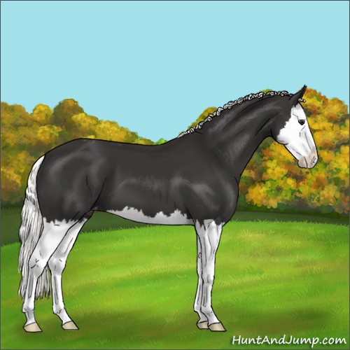 Horse Color:Liver Chestnut Mushroom Splash Appaloosa 