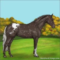 Horse Color:Liver Chestnut Mushroom Appaloosa 