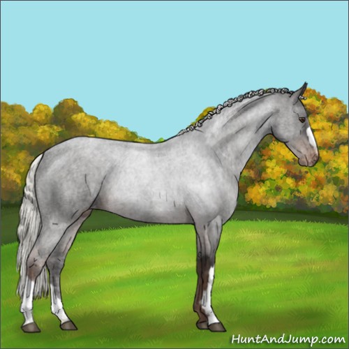 Horse Color:Liver Chestnut Mushroom Appaloosa 