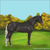 Horse Color:Liver Chestnut Mushroom Appaloosa 