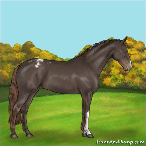 Horse Color:Liver Chestnut Appaloosa 