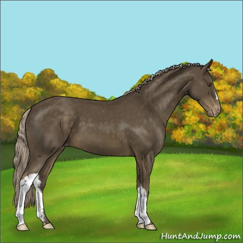 Horse Color:Chocolate Palomino Mushroom Appaloosa