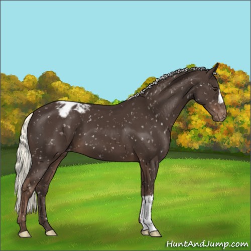 Horse Color:Liver Chestnut Mushroom Appaloosa