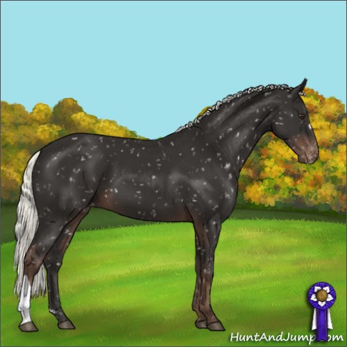 Horse Color:Liver Chestnut Mushroom Appaloosa 