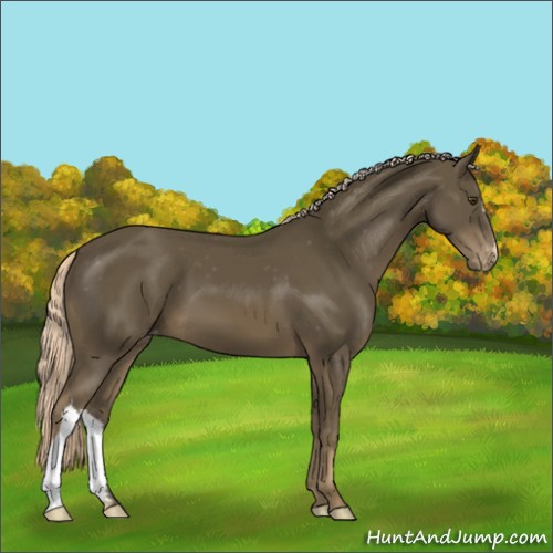 Horse Color:Chocolate Palomino Mushroom Appaloosa 