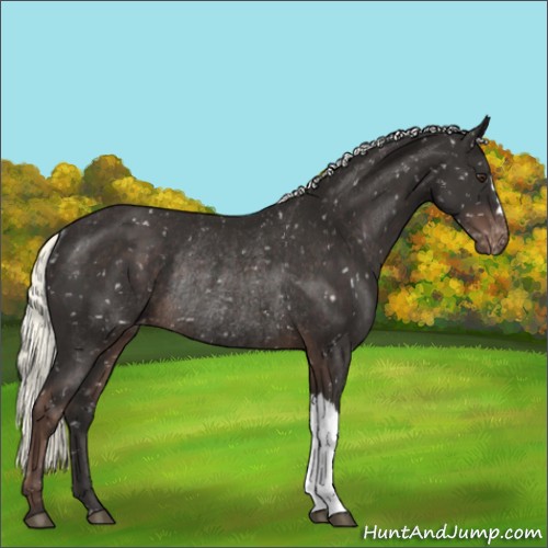Horse Color:Liver Chestnut Mushroom Appaloosa Rabicano 