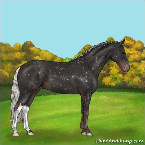 Horse Color:Liver Chestnut Mushroom Appaloosa 