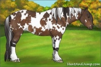 Horse Color:White Spotted Buckskin 