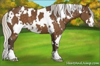 Horse Color:White Spotted Silver Buckskin Sabino 