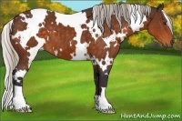 Horse Color:White Spotted Silver Buckskin 