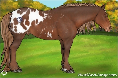 Horse Color:Liver Chestnut Blanket 