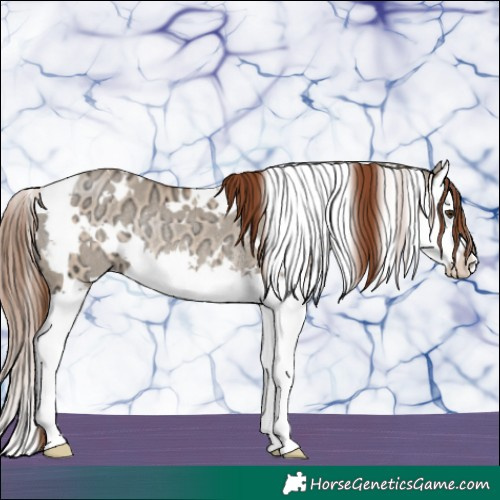 Horse Color:White Spotted Red Dun Ice Splash Rabicano 