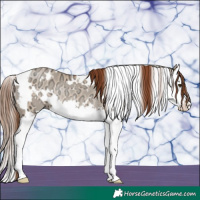 Horse Color:White Spotted Red Dun Ice Splash Rabicano 