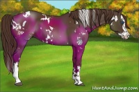 Horse Color:White Spotted Liver Chestnut Splash 