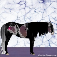 Horse Color:White Spotted Brown Splash Tobiano 