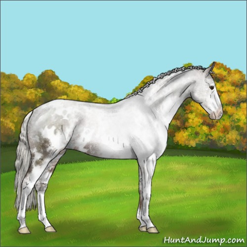 Horse Color:White Spotted Liver Chestnut Mushroom Rabicano 