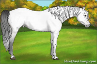 Horse Color:Gray Bay Roan Appaloosa 