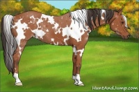 Horse Color:White Spotted Bay 