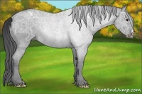 Horse Color:Black Ice Rabicano 