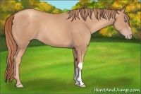 Horse Color:Gold Champagne 