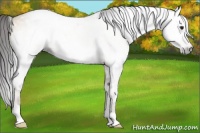 Horse Color:Gray White Spotted Amber Champagne Onyx Rabicano 