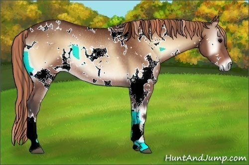 Horse Color:Painted White Spotted Bay Onyx Rabicano 
