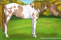 Horse Color:Painted White Spotted Sable Champagne Tobiano Appaloosa Rabicano