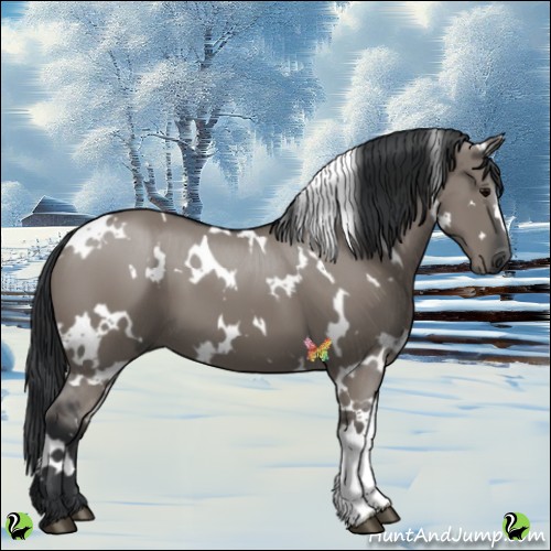 Horse Color:White Spotted Grullo 