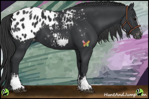 Horse Color:White Spotted Black Appaloosa 