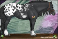 Horse Color:White Spotted Black Appaloosa 