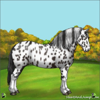 Horse Color:Gray White Spotted Brown Appaloosa