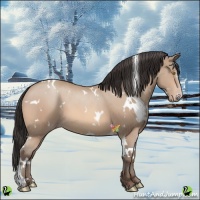 Horse Color:White Spotted Amber Champagne 