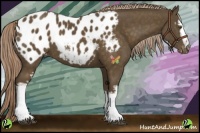 Horse Color:White Spotted Chocolate Palomino Appaloosa 