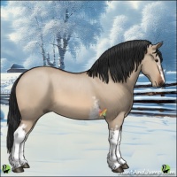 Horse Color:White Spotted Bay Dun