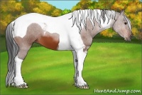 Horse Color:Bay Tobiano 