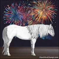 Horse Color:Gray Bay Roan Appaloosa 