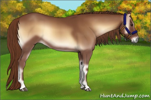 Horse Color:Red Onyx 
