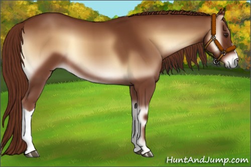 Horse Color:Red Onyx 