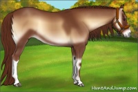 Horse Color:Red Onyx 