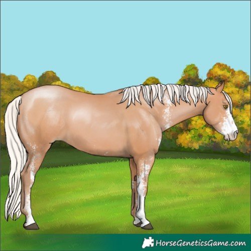 Horse Color:Silver Bay Pearl Sabino Rabicano 