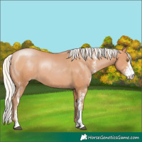 Horse Color:Silver Bay Pearl Sabino Rabicano