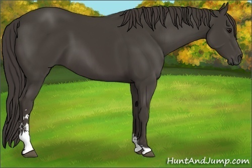 Horse Color:Smoky Black Sabino 