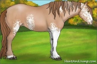 Horse Color:White Spotted Bay Pearl Sabino