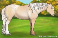 Horse Color:White Spotted Silver Buckskin Pearl Sabino 