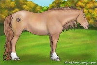 Horse Color:Gold Champagne