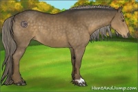 Horse Color:Chocolate Palomino 