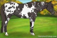 Horse Color:White Spotted Smoky Black Appaloosa 