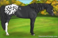 Horse Color:Black Appaloosa